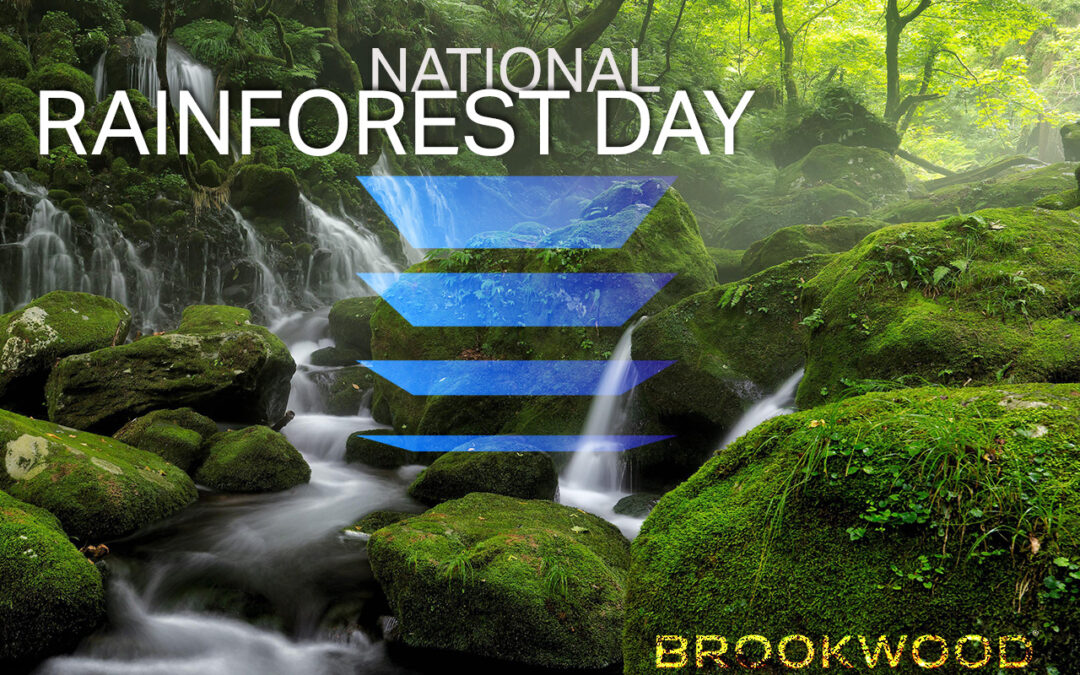 World Rainforest Day: June 22, 2022